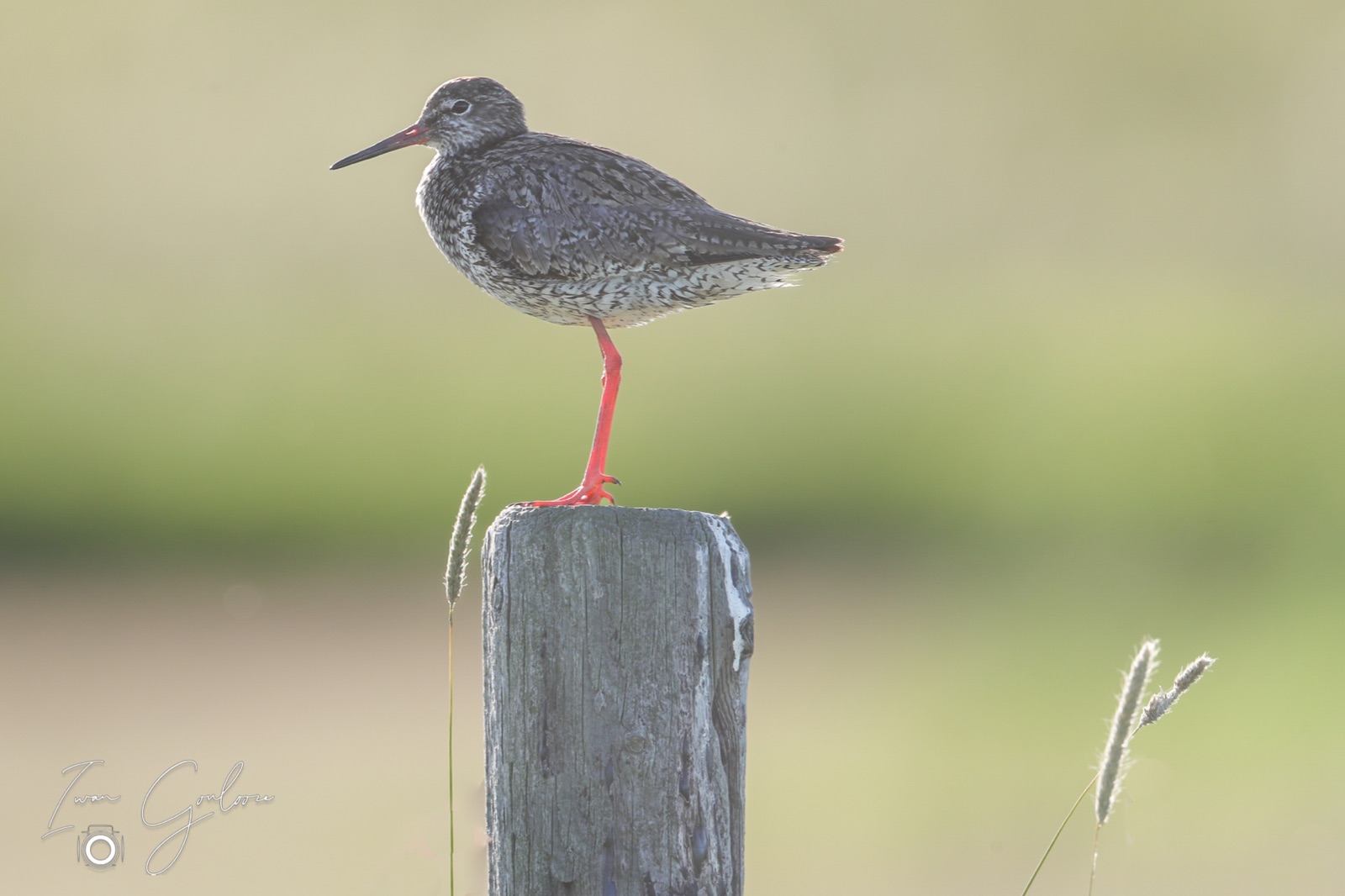 11 juni 2022 200619 1DX46983